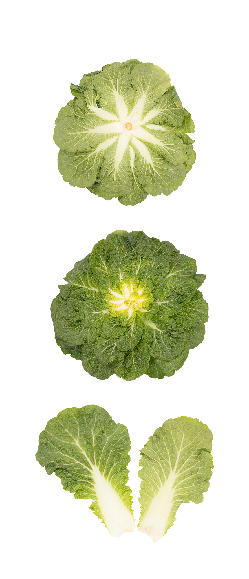 봄동 500g 국내산