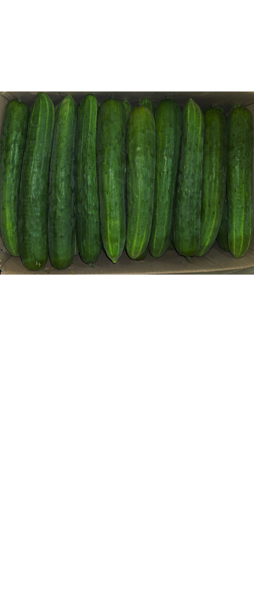 청오이/상/국내산 ±10kg
