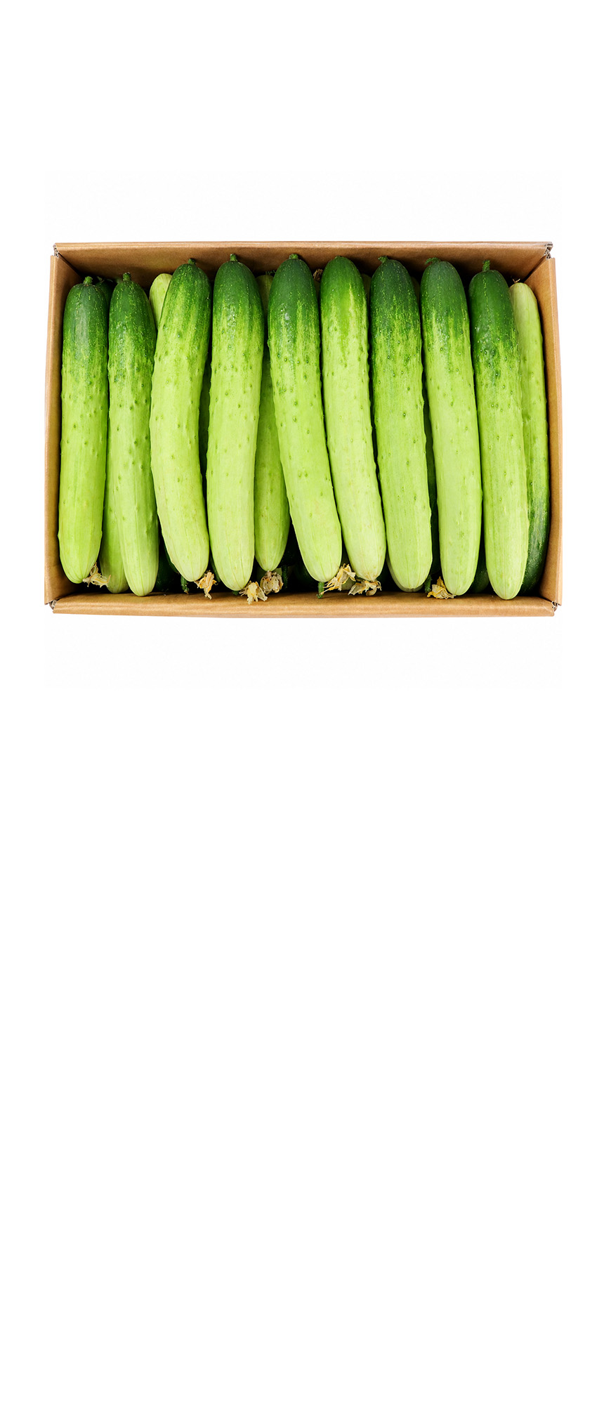 백오이 상 / 국내산 ±10kg